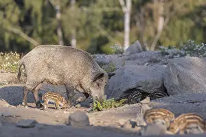 One adult and some piglet wild boar or wild pig (Sus scrofa)