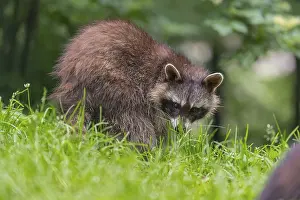 One adult Raccoon, Procyon lotor
