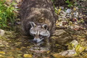 One adult Raccoon Procyon lotor