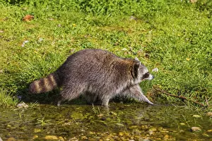 One adult Raccoon Procyon lotor