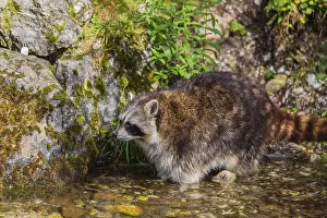 One adult Raccoon Procyon lotor