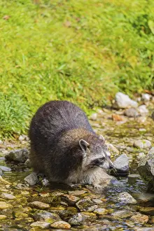 One adult Raccoon Procyon lotor