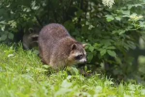 One adult Raccoon, Procyon lotor