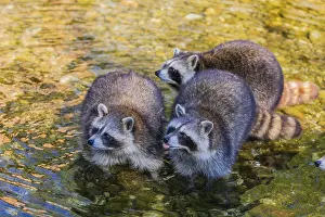 Three adult Raccoons Procyon lotor
