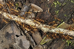 Adult red army ant (Eciton sp.)