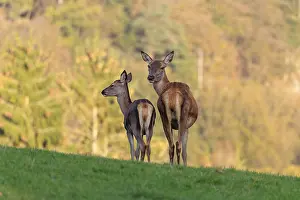 An adult red deer hind (Cervus elaphus) and a calf are standing in a meadow in the beautiful morning light