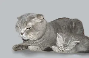 An adult Scottish Fold cat and a small Scottish Straight kitten lie side by side on the table
