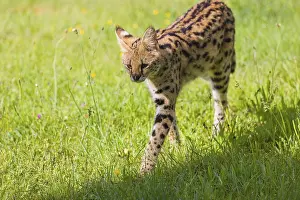 An adult serval, Leptailurus serval