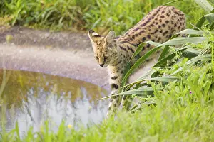 An adult serval, Leptailurus serval