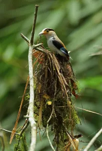 Adult silver-breasted broadbill (Serilophus lunatus stolidus)