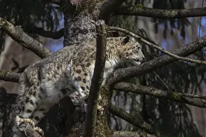 One adult snow leopard (Panthera uncia) standing high up in a tree