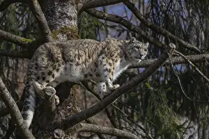 One adult snow leopard (Panthera uncia) standing high up in a tree