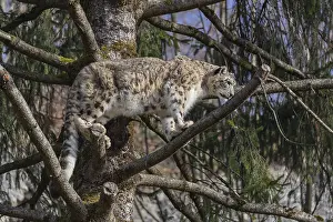 One adult snow leopard (Panthera uncia) standing high up in a tree