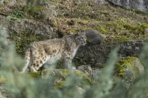 One adult snow leopard (Panthera uncia) standing between rocks on a hilly ground surrounded by green vegetation