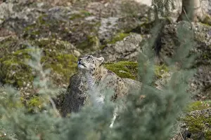 One adult snow leopard (Panthera uncia) standing between rocks on hilly ground surrounded by green vegetation