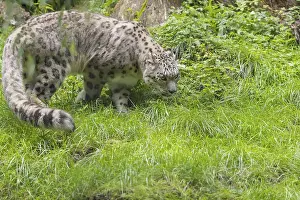 One adult snow leopard (Panthera uncia) walking over green grass with some tree stumps around