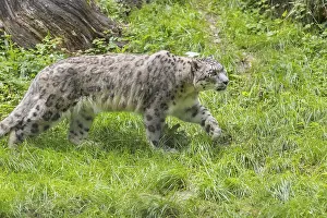 One adult snow leopard (Panthera uncia) walking over green grass with some tree stumps around