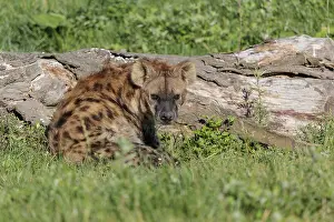 An adult Spotted Hyena (Crocuta crocuta) or Laughing Hyena sits next to a rotten log in a meadow in beautiful light