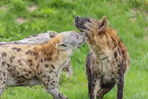 Two adult spotted hyenas (Crocuta crocuta)