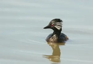 Adult white-tufted grebe (Rollandia rolland)
