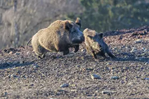 An adult wild boar (Sus scrofa) runs after a young animal and attacks it