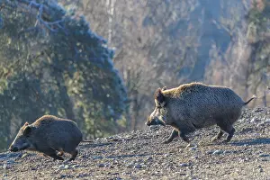 An adult wild boar (Sus scrofa) runs after a young animal and attacks it