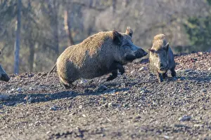 An adult wild boar (Sus scrofa) runs after a young animal and attacks it