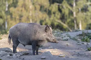 One adult wild boar or wild pig (Sus scrofa)