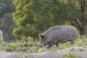 One adult wild boar or wild pig (Sus scrofa)