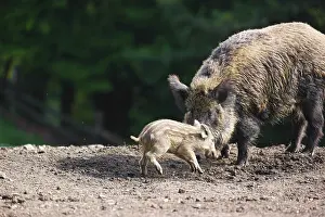 An adult wild boar or wild pig (Sus scrofa)