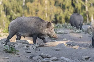 Two adult wild boar or wild pig (Sus scrofa)