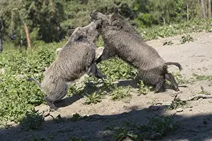 Two adult wild boar or wild pig (Sus scrofa)