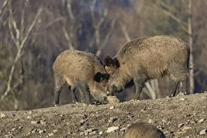 Two adult wild boar or wild pig (Sus scrofa) standing on a small hill on an opening