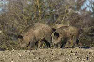Three adult wild boar or wild pig (Sus scrofa) standing on a small hill on an opening