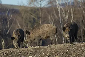 Three adult wild boar or wild pig (Sus scrofa) standing on a small hill on an opening