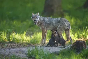 An adult wolf feeds its pups and shows its teeth in the forest