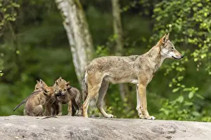 An adult wolf guards the surroundings while the three pups are curious