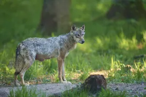 An adult wolf stands in the dense forest and looks attentively ahead