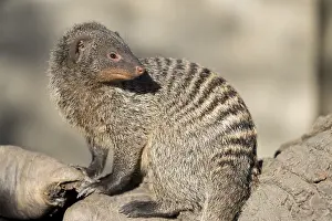 An adult zebra mongoose (Mungos mungo) sits on a hollow