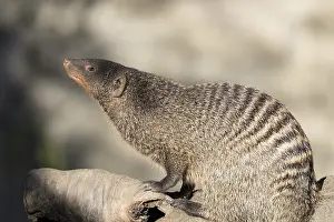 An adult zebra mongoose (Mungos mungo) sits on a hollow