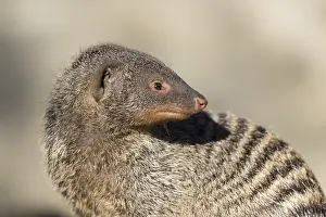 An adult zebra mongoose (Mungos mungo) sits on a hollow