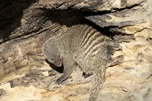 An adult zebra mongoose (Mungos mungo) sits in the soft morning light in a hollow