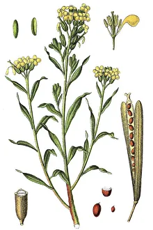 Aegean wallflower (Erysimum cheiri)