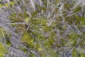 Aerial photo of dead spruces, due to infestation by bark beetles