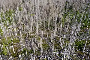 Aerial photo of dead spruces, due to infestation by bark beetles