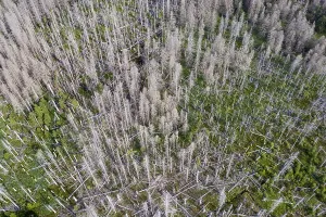 Aerial photo of dead spruces, due to infestation by bark beetles
