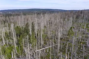 Aerial photo of dead spruces, due to infestation by bark beetles