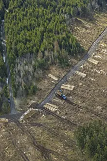 Aerial photo, forest damage in the forest area Berg Ebschloh