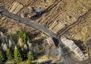 Aerial photo, forest damage in the forest area Berg Ebschloh