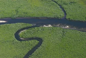 Aerial Photo of mangrove forests